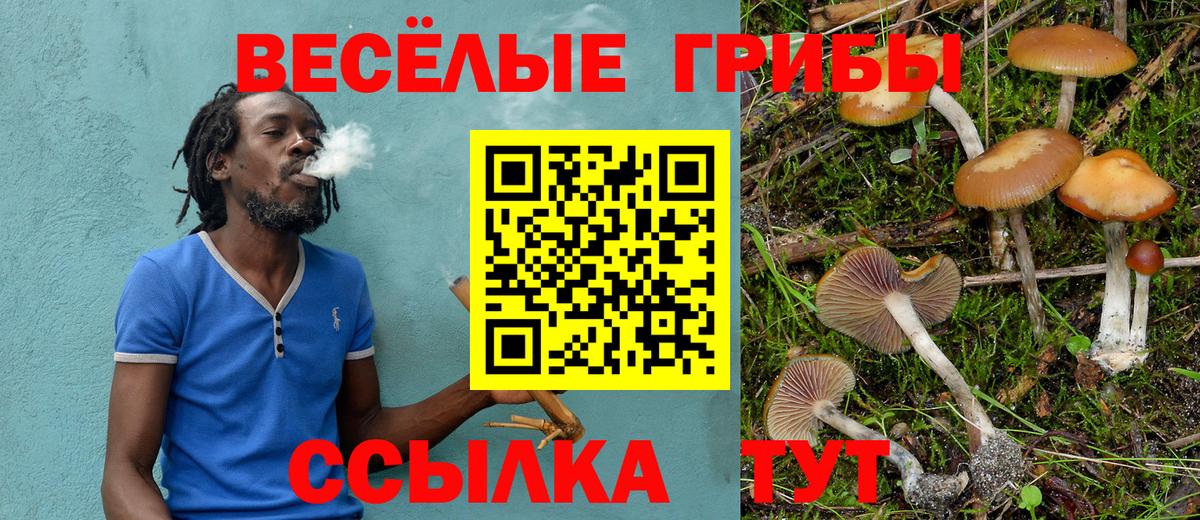 Псилоцибиновые грибы Psilocybe Новоуральск